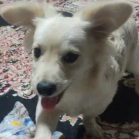 سگ پامر