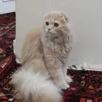 گربه|گربه|خلخال, |دیوار