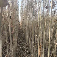 صنوبر|گل و گیاه طبیعی|میاندوآب, |دیوار