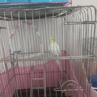 عروس هلندی سخنگو