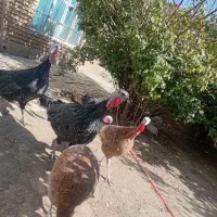 بوقلمون ماده|حیوانات مزرعه|ابهر, |دیوار