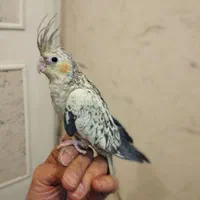 جوجه عروس هلندی سرلاکی|پرنده|اصفهان, ملک‌شهر|دیوار