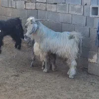 دوبر پیشرو
