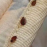 سم پاشی ساس ، سوسک و همه حشرات موذی ( تضمینی)