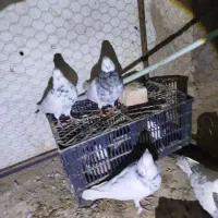 توقی|پرنده|جوین, |دیوار