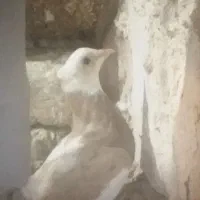 کفترمعاوضه بامرغ وفروش