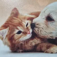 استخدام منشی و فروشنده پتشاپ در کلینیک دامپزشکی