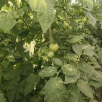 نیاز به همکار