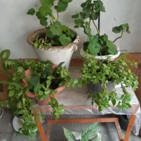 گل طبیعی|گل و گیاه طبیعی|سهند, |دیوار