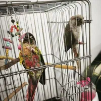 یک جفت طوطی گرینچیک|پرنده|فردیس, فردیس|دیوار