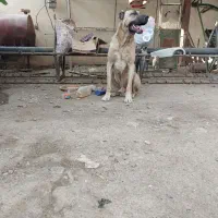 سگ سرابی اصیل|سگ|گرگان, |دیوار
