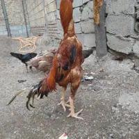 تخم مرغ لاری افغان