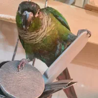 گرینچیک گمشده محدوده پاسارگاد