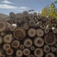 چوب|خدمات باغبانی و درختکاری|شاهین دژ, |دیوار