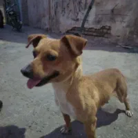 سک پا کوتاه