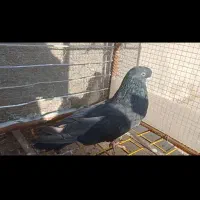 فروش نر قنار