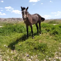 اسب|اسب و تجهیزات اسب‌سواری|صالح آباد (ایلام), |دیوار