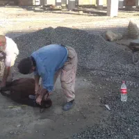 کشتار دام در منزل شما