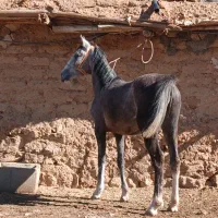 خریدو فروش اسب های پالونی