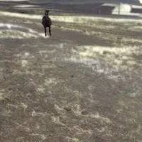 اسب|اسب و تجهیزات اسب‌سواری|کرمانشاه, |دیوار