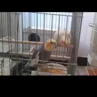 جفت عروس هلندی بالغ