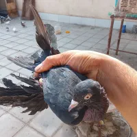 کفتر زینتی پاپر گرفتنی