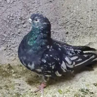 کبوتر سرور نر قلدر