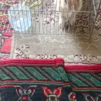 یک عدد خرگوش حامله