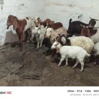 چنابیش|حیوانات مزرعه|خرمشهر, |دیوار