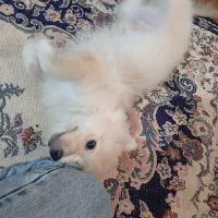 پامر روباهی