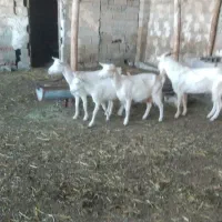 بز سانن