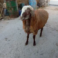 قوچ دامازدیق|حیوانات مزرعه|سرعین, |دیوار