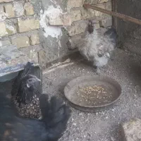 مرغ خروس