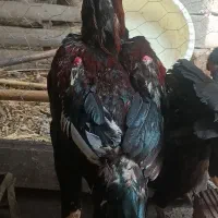 خروس‌لاری