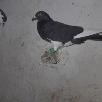 کبوتر|پرنده|شیروان (خراسان), |دیوار