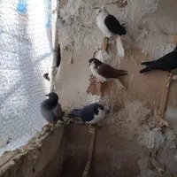 کبوتر|پرنده|تربتحیدریه, رجایی|دیوار