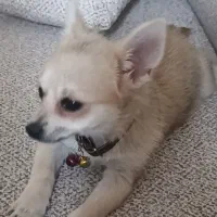 سگ شی هوا هوا ماده|سگ|کرج, اسدآباد|دیوار