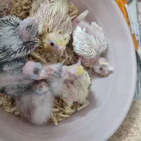 جوجه عروس هلندی سرلاکی|پرنده|مشهد, شهید قربانی|دیوار