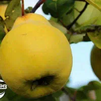 شروع پیشفروش نهال به شاهرودی شناسه دار