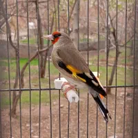 سهره سقا کرمونی مست بخون