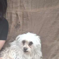 سگ گمشده|سگ|بم, |دیوار