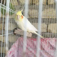 عروس هلندی ماده بالغ