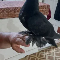کبوتر راعبی مولد خوش روزی و دوری جن از خانه