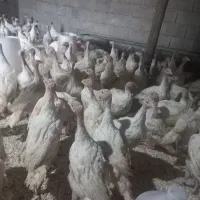 فروش جوجه بوقلمون بیوتی ۴۰روزه وزن ۲ کیلو|حیوانات مزرعه|گلی داغ, |دیوار