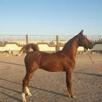 اسب اصیل عرب|اسب و تجهیزات اسب‌سواری|یزد, |دیوار