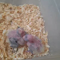 عروس هلندی|پرنده|محمدشهر, همایون ویلا|دیوار