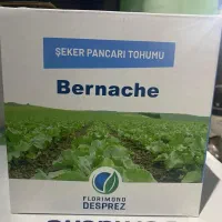 خریدوفروش بذر چغندر