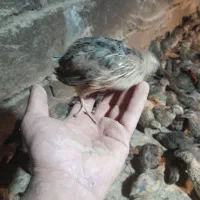 بلدرچین|موش و خرگوش|نیشابور, میدون بار|دیوار