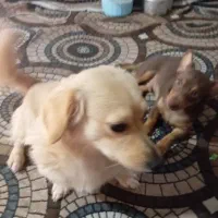 آشپز|سگ|بندرعباس, |دیوار