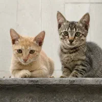 واگذاری بچه گربه